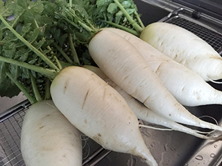 daikon