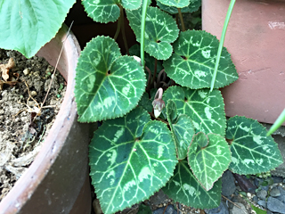 gardencyclamen